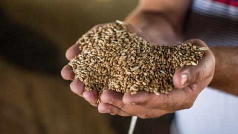 В Україні значно знизились запаси зернових та зернобобових культур, — Держстат Рис.1