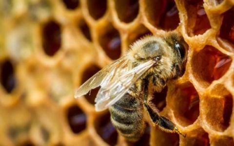 Вчені запропонували використовувати бджолину отруту проти COVID-19 Рис.1