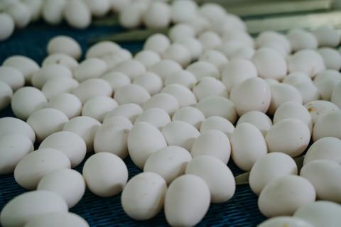 Виробники назвали причину, чому яйця в Україні не подешевшають Рис.1