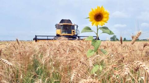 Жнива-2020: В Україні вже зібрано 64,3 млн тонн зерна Рис.1
