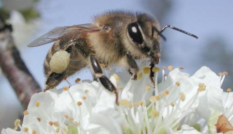 Без запилення бджолами садівники та ягідники України втрачають до 40% потенційного врожаю Рис.1