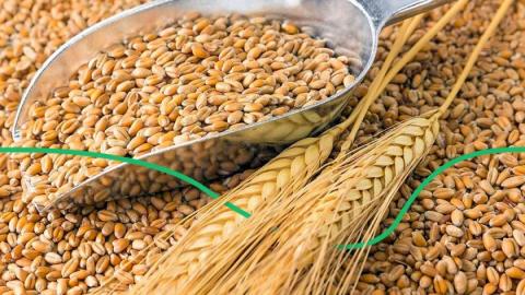 Ціни на пшеницю продовжують стрімко зростати Рис.1
