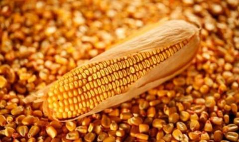 До Державного реєстру сортів рослин занесені 235 високопродуктивних гібридів кукурудзи, створених науковцями НААН Рис.1