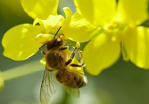 Дослідження показало, що зміна клімату знижує чисельність і різноманітність диких бджіл Рис.1
