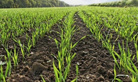 Експерт прогнозує в 2021 році скорочення площ під зерновими Рис.1