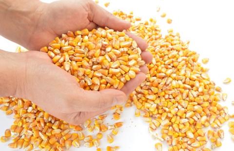 Експорт української кукурудзи перевищив 10 млн т Рис.1