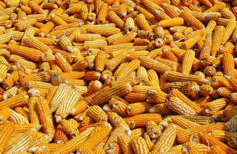 Немає жодних передумов для обмеження експорту кукурудзи, -УЗА Рис.1