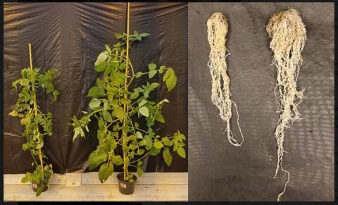 Органічним помідорам хочуть повернути втрачену дружбу з корисними ґрунтовими мікробами Рис.1