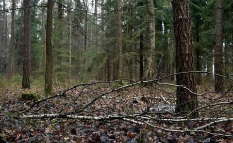 План заходів з протидії всиханню соснових лісів Білорусі та України,- ФАО Рис.1