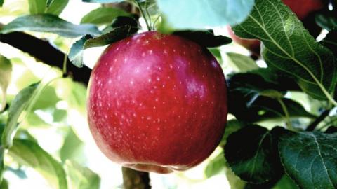 Складено рейтинг найпопулярніших сортів яблук у 2020 році Рис.1