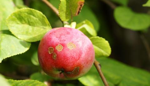 У ТОП-10 наукових досягнень зайняла місце фенопрогнозна система захисту яблуні НААН Рис.1