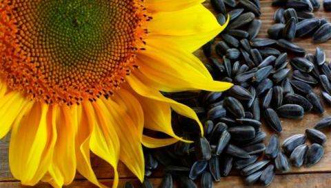 Україна наростила експорт насіння соняшнику Рис.1