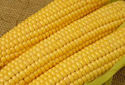 В 2021 році в Україні реалізують сучасний проєкт по переробці солодкої кукурудзи Рис.1