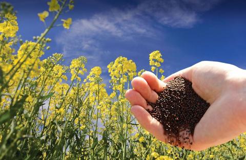 ЄС з початку сезону імпортував понад 3,5 млн тонн насіння ріпаку Рис.1