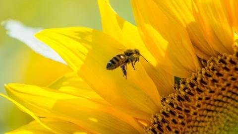 Звичайні пестициди заважають бджолам добре виспатися, - вчені Рис.1
