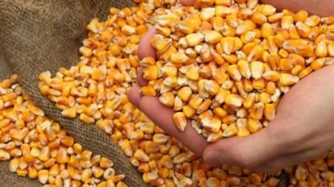 Біржові ціни на кукурудзу різко виросли, оновивши 7-річний максимум Рис.1