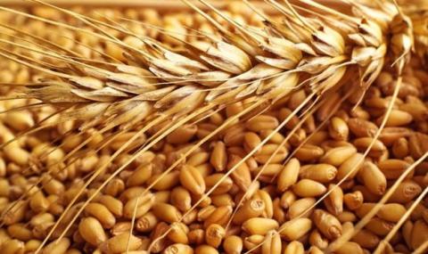 Ціни на пшеницю на фізичних ринках падають під тиском скорочення експорту Рис.1