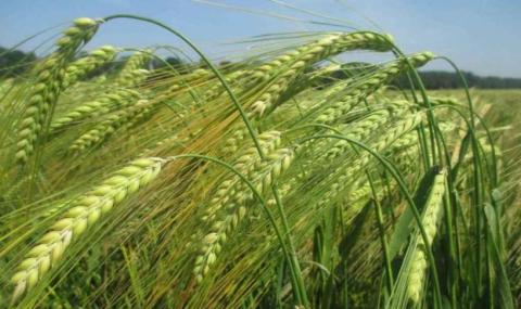 Ціни на ячмінь нового врожаю перевищили ціни на пшеницю Рис.1