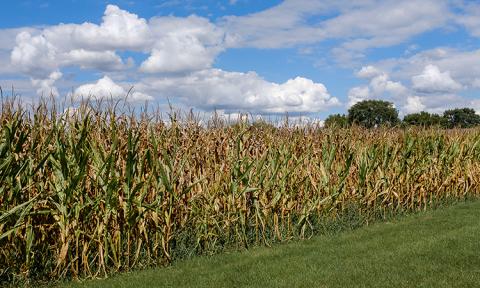 Ерозія ґрунту в кукурудзяному поясі США гірша, ніж передбачалося,- дослідження Рис.1
