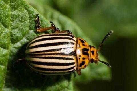 Генетики розкрили секрет живучості колорадських жуків Рис.1