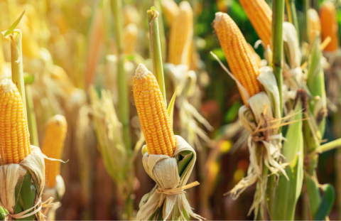 Канадські гібриди кукурудзи зміцнять присутність на ринку України Рис.1
