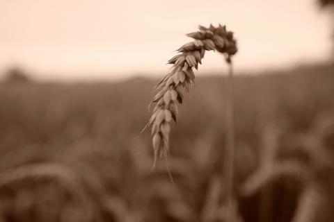 Кореневі нематоди можуть бути інвазивними і небезпечними для пшениці, - вчені Рис.1