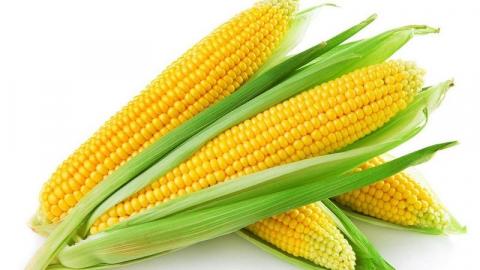 Науковці розповіли про особливості підживлення кукурудзи Рис.1