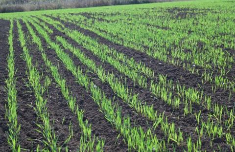 Площі озимих зернових культур під урожай 2021 року збільшилися на 4,9% Рис.1