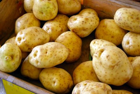 Промислове картоплярство може поповнити держбюджет на 3,8 млрд грн,- УАВК Рис.1
