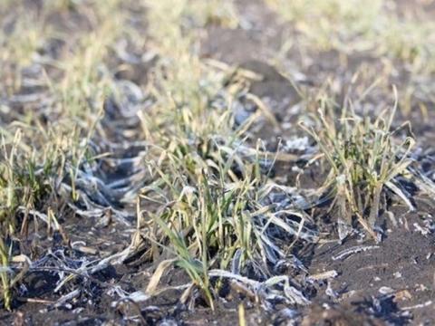 Стрімке похолодання може знову залишити фермерів Одещини без врожаю Рис.1