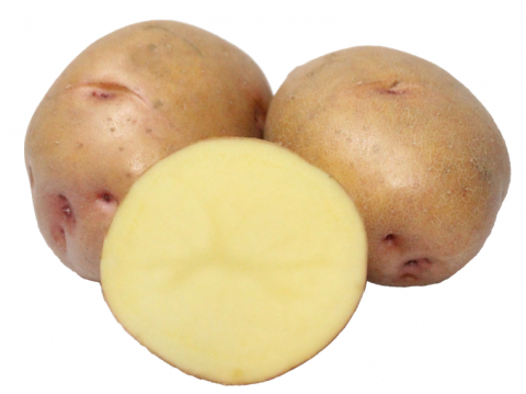 Українські селекціонери створили сорт картоплі з урожайністю близько 100 т/га Рис.1