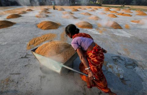 В цьому році в Індії очікується рекордний урожай пшениці і рису Рис.1