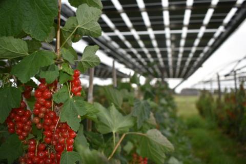В Нідерландах використовують сонячні панелі для стабілізації виробництва фруктів Рис.1