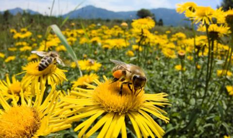 В Україні стартував проєкт Належна бджільницька практика Рис.1