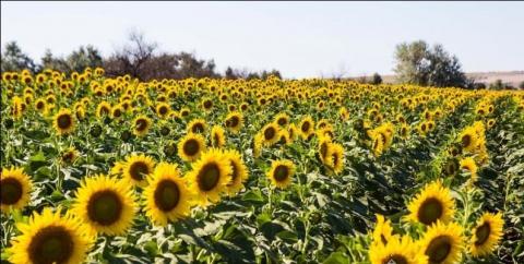 Виробництво соняшнику в Північному регіоні зросло майже в 7 разів, – дослідження Рис.1