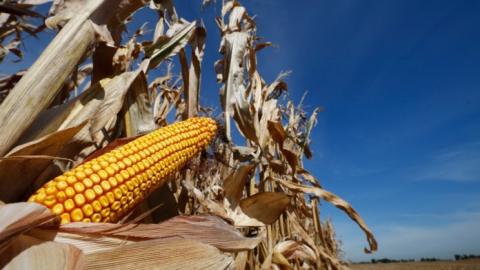 Ціни на кукурудзу та соєвий комплекс підтримало різке зростання ринків акцій та нафти Рис.1