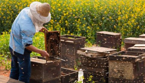 Екскурсії на пасіку – новий додатковий заробіток українських бджолярів Рис.1