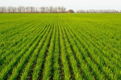 Фахівці UKRAVIT розповіли, як швидко вивести посіви озимих культур зі стресу Рис.1