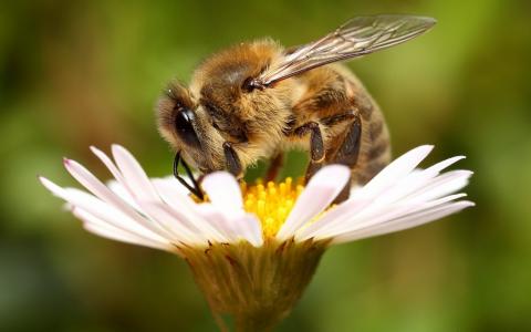 «Геноцид бджіл»: у Луцьку затвердили правила застосування пестицидів на території громади Рис.1
