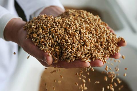 На експорт пішло понад 32 млн т українського зерна Рис.1