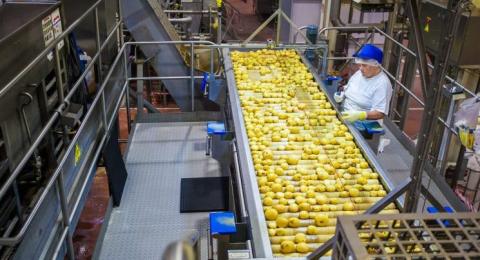 На Львівщині побудують завод із безвідходної переробки картоплі Рис.1