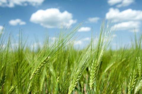 Сприятливі для озимини умови посилюють тиск на ціни пшениці нового врожаю Рис.1