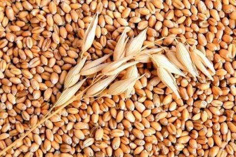 Світове виробництво пшениці в сезоні-2021/22 МР оновить рекорд, — FAO Рис.1