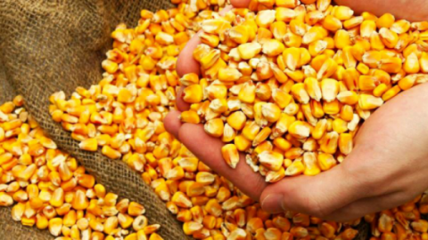 Темпи здешевлення кукурудзи в портах України сповільнилися Рис.1