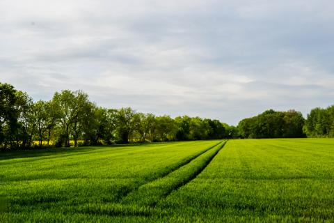 У Євросоюзі до 2030 року 25% сільгоспземель планують використовувати під органіку Рис.1