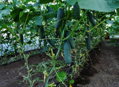 У Южному на ОПЗ вирощують екологічно чисті огірки Рис.1