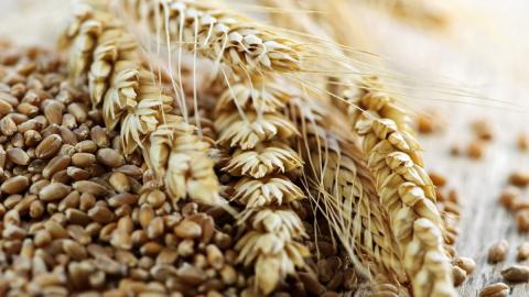 Україна експортувала 34,45 млн тонн зернових та зернобобових Рис.1