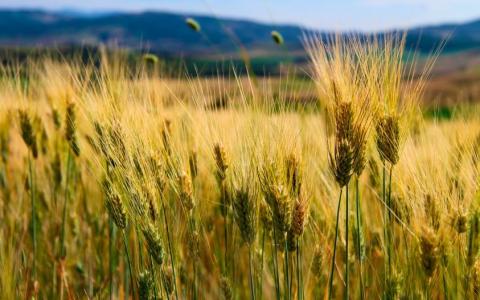 В Україні офіційно стартував Проект «Розвиток фінансування кліматично-орієнтованого сільського господарства» Рис.1