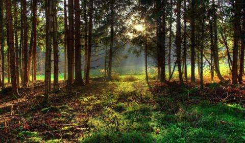 З 1 квітня в українських лісах починається «сезон тиші» Рис.1