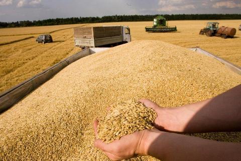 Запаси зернових та олійних в Україні значно нижчі, ніж рік тому Рис.1